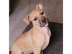 Adopt Adeline a Mixed Breed