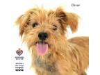 Adopt Oliver a Yorkshire Terrier, Cairn Terrier