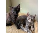 Adopt Emmy & Harper- sweet sisters a Domestic Short Hair