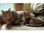 Adopt Halo and Felicity- dynamic sibling duo a Domestic Short Hair