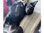 Adopt Fiona a Beagle, Black Labrador Retriever