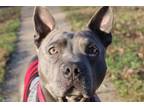 Adopt Grim! a Mixed Breed, Pit Bull Terrier