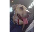 Adopt Lyra a American Staffordshire Terrier