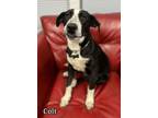 Adopt Colt a Staffordshire Bull Terrier, Australian Cattle Dog / Blue Heeler