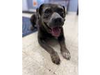 Adopt Wesson a Pit Bull Terrier