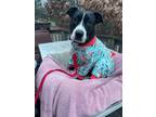 Adopt Izzie (foster to adopt) a American Staffordshire Terrier, Pit Bull Terrier