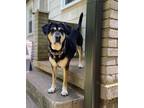 Adopt Oscar a German Shepherd Dog, Labrador Retriever