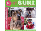 Adopt Suki a Brown/Chocolate American Pit Bull Terrier / Mixed dog in New Port