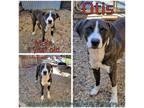 Adopt Otis a Brindle Boxer / Great Dane / Mixed dog in Boaz, AL (36692053)