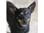 Adopt ACE (Texas, kp) Bonded w/ Cody a Black Miniature Pinscher / Mixed dog in