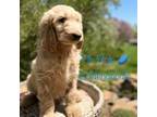 Goldendoodle Male