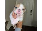 American Bulldog Puppy for sale in Sugar Land, TX, USA