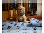 French Bulldog PUPPY FOR SALE ADN-512479 - AKC French Bulldog Female