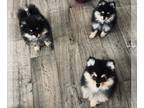 Pomeranian PUPPY FOR SALE ADN-512188 - Black and Tan Pomeranian puppies