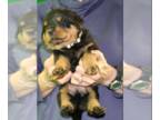 Rottweiler PUPPY FOR SALE ADN-512357 - Pure Bred Rottweiler Puppy