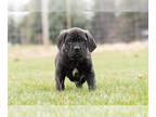 Cane Corso PUPPY FOR SALE ADN-512416 - AKC Male Cane Corso puppy in Indiana