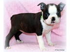 Boston Terrier PUPPY FOR SALE ADN-512548 - AKC Champion lined Boston Terrier