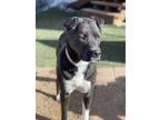 Adopt Gene a Black Border Collie / American Pit Bull Terrier / Mixed dog in