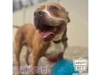 Adopt Handsome a Brown/Chocolate American Pit Bull Terrier / Mixed dog in