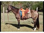 Available on [url removed] - Registered Quarter Horse - Ranch Horse