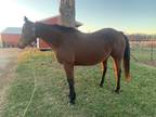 certain potential brood mare for sale