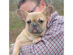 French Bulldogs for Sale in St Louis | Dogs on Oodle Classifieds