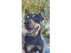 Adopt AMELLIA* a Rottweiler, Mixed Breed