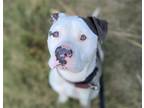 Adopt SAINT a Pit Bull Terrier, Mixed Breed