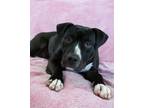 Adopt MORTICIA a Pit Bull Terrier