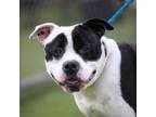 Adopt ZEUS a Pit Bull Terrier, Mixed Breed