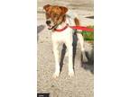 Adopt Jackie a Jack Russell Terrier