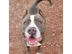 Adopt Moby a American Staffordshire Terrier