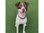 Adopt Sweetie a Jack Russell Terrier