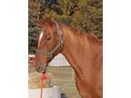 Adopt Hot Shot a Thoroughbred / Mixed horse in Laurel, DE (13879499)