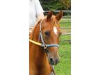 Adopt Junior a Chestnut/Sorrel Arabian / Mixed horse in Laurel, DE (17332316)