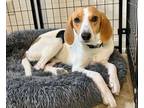 Adopt Lucy a Coonhound