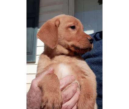 Yellow lab pups AKC is a Yellow Female Labrador Retriever Puppy For Sale in Mebane NC