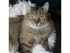Adopt Ketchup a Maine Coon