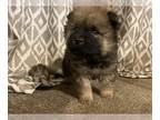 Chow Chow PUPPY FOR SALE ADN-513300 - Ckc chow chow puppy