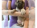 Cane Corso PUPPY FOR SALE ADN-513232 - Cane corso Puppies
