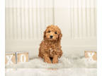 Poodle (Toy) PUPPY FOR SALE ADN-513111 - Adorable Toy and Miniature Poodle Pups