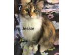 Adopt Jessie a Dilute Calico