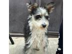 Adopt Anna a Miniature Schnauzer, Jack Russell Terrier