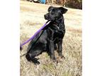 Adopt Ellie a Black Labrador Retriever, German Shepherd Dog