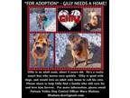 Adopt GILLY a Boxer, American Staffordshire Terrier