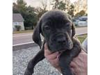 Cane Corso Puppy for sale in Durham, NC, USA