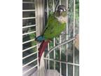 Coco Is A 7 Year Old Green Cheek Conure Coco Prefers Men Over Women He Loves To Watch YouTube Videos With His Person Coco Loves Toys Bells Mirrors And