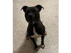 Adopt Kyro a American Staffordshire Terrier, Mixed Breed