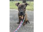 Adopt Bergen a Pit Bull Terrier, Mixed Breed