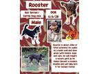 Adopt Rooster a Australian Cattle Dog / Blue Heeler, Rat Terrier